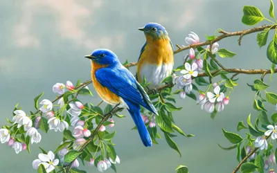 Весенние птицы картинки - 69 фото