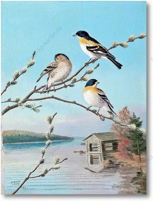 Птицы весной картинки для детей - 62 фото