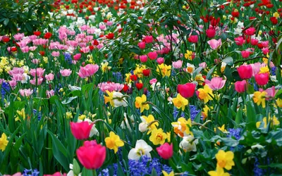 Скачать Весенние Цветы Живые Обои APK для Android