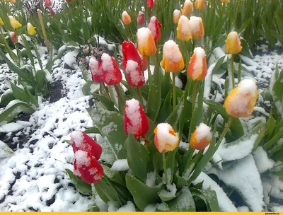 Красивые весенние цветы открытки - 62 фото
