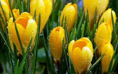 Сезонные цветы – Весна - Блог DOBRO34.RU