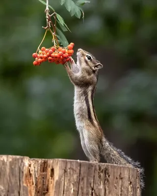 Тайские витаминки, которые я рекомендую. ФОТО | Тёплые истории | Дзен