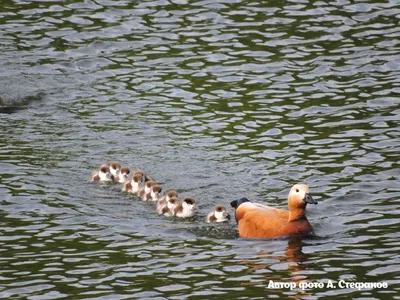 Это «чудо» объясняется тем, что на перьях водоплавающих птиц находится  гидрофобное вещество - жиры | Пикабу