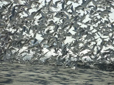 В Вологодской области пройдет учет зимующих водоплавающих птиц | Русское  географическое общество