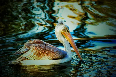 Бесплатное изображение: крылья, белый, лебедь, благодать, капли воды, клюв,  озеро, водоплавающих птиц, водные птицы, плавание