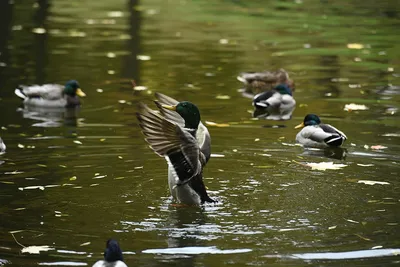 Пермяки смогут принять участие в зимнем учёте водоплавающих птиц | СОБЫТИЯ  | ГОРОД | АиФ Пермь