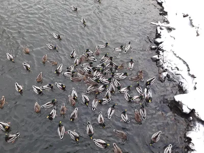 Подведены итоги мартовского учета водоплавающих птиц на реках Москве и Оке