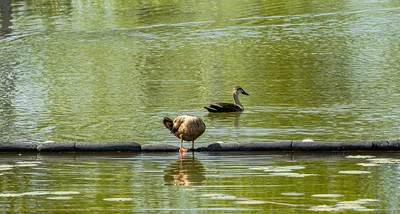 Не улетевших на зимовку водоплавающих птиц посчитают в Калуге | 14.01.2023  | Новости Калуги - БезФормата