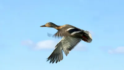 В Туле посчитают зимующих водоплавающих птиц - Новости Тулы и области -  MySlo.ru