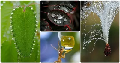 Картинки воды в разных состояниях фотографии