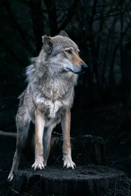 Волчица (58 фото)