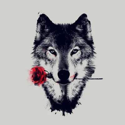 Волк с розой в зубах арт - 69 фото