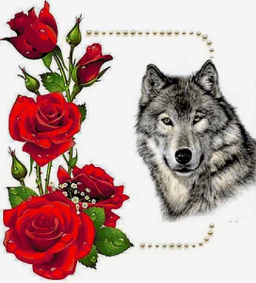 Фото Волк с розой в пасти склонился над убитой подругой