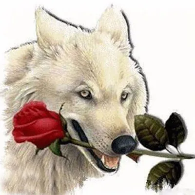Белый волк с розой во рте иллюстрация вектора. иллюстрации насчитывающей  изолировано - 142286777
