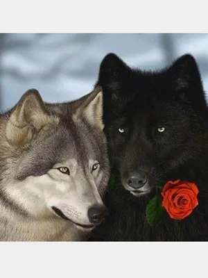 Волк с розой во рту в лесу смотрит на вас, постер с животными, холщовая  картина, Настенная печать, картина, офисное украшение для дома | AliExpress