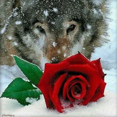 Большая временная татуировка 21*15 см \"волк с розой в зубах\"  (ID#1622451545), цена: 105.60 ₴, купить на Prom.ua