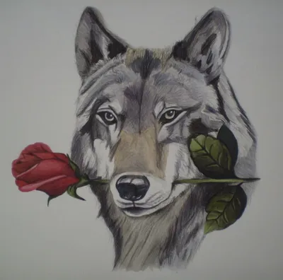 Волк с розой - красивые фото