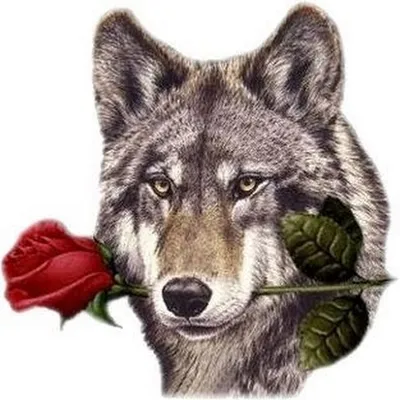 Волк с розой в зубах - 76 фото