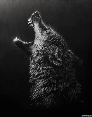 Чёрно-белая картинка с поднявшим голову волком с открытой клыкастой пастью  — Фотографии на аву | Дизайн татуировки волка, Граттаж, Картины животных
