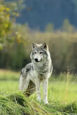 Рисунок волк - 85 фото