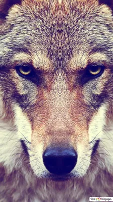 Картинки на аву волк - 80 фото