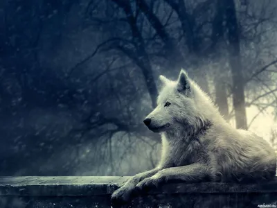 Волк на Аву - Скачать Картинки и Фото на Аватарку