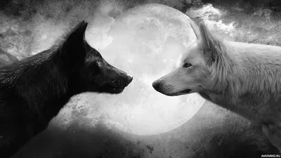 Животные, #Волки, #аватары, #картинки, #фото, #авы,  https://avatarko.ru/kartinka/27111 | Wolf wallpaper, Wolf black and white,  Black wolf