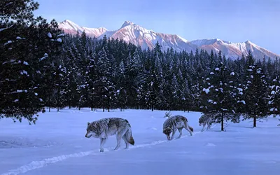 Три волка вышли на охоту - обои для рабочего стола, картинки, фото