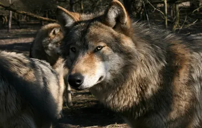 Волки обои широкоформатные бесплатно.