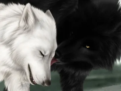 3D обои Чёрный и белый волки волки #23370 для рабочего стола