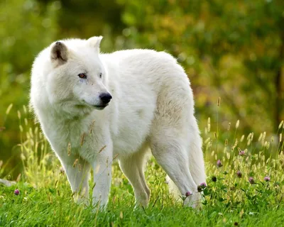Красивые фото звери, собака, пес, белый волк, насекомые, леопард. Обои  1280x1024 животные