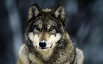 3D обои Волк со снегом на носу волки #23548 для рабочего стола