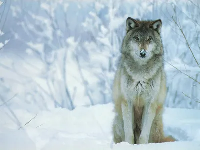 3D обои Волк сидит в снегу волки #23388 для рабочего стола
