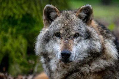 Порог отстрела волков снизижен в Австрии и Швейцарии