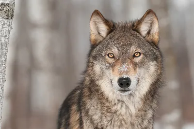 Во французском зоопарке из вольера сбежала стая волков | За рубежом | ERR