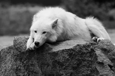 Волк | Животный мир | Туристический Кобрин