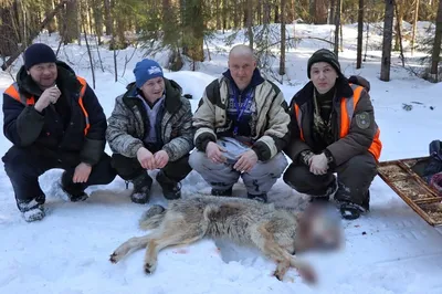 Очередные нападения волков. Как борются с лесным хищником | 15.02.2021 |  ЛенОбласть - БезФормата