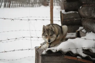 По Бобруйску гуляет волк (добавлены фото)