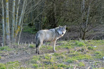 волк стоит в лесу и воет, картинка воющего волка, волк, вой фон картинки и  Фото для бесплатной загрузки