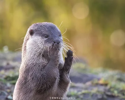 Выдры - одни из самых милых животных, 31 фото, которые доказали это... |  Истории одного кота | Дзен