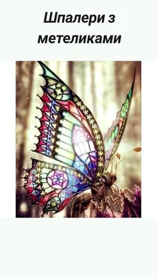 Фотообої Панно з метеликами та квіточками купити на стіну • Еко Шпалери