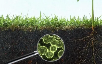 Установлены последствия загрязнения почв тяжелыми металлами для микробов
