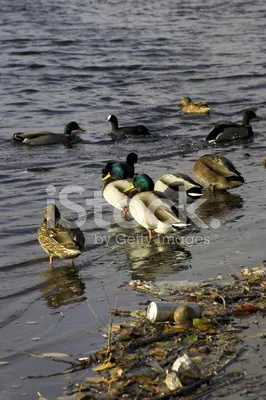 Дикой Природы На Загрязненной Реки Стоковые Фотографии | FreeImages