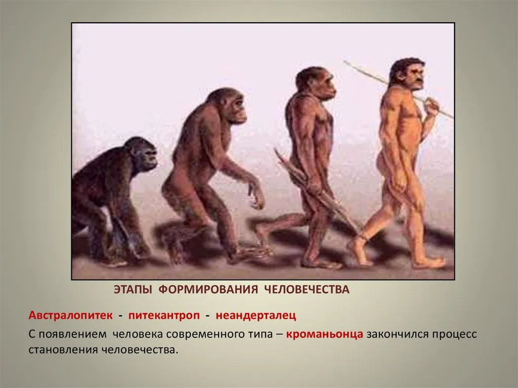 Становление человеческого в человеке. Питекантроп и синантроп это. Питекантроп неандерталец кроманьонец. Астралопитек неандерталец. Этапы эволюции человека неандерталец.
