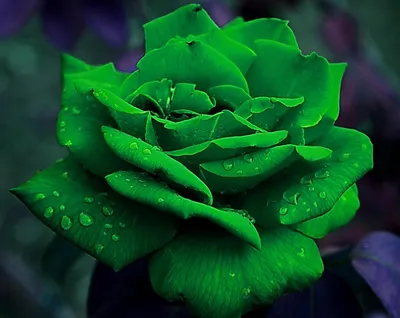 Темно-зеленого цвета в стиле Лофт: 937 фото лучших интерьеров на INMYROOM