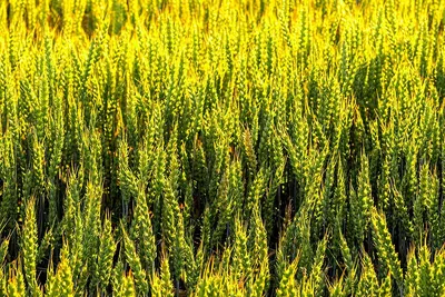 Земледелие по Ивану Овсинскому: уникальные новаторские агроприёмы | Огород  | Дача | Аргументы и Факты