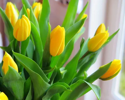 Букет желтые тюльпаны - купить с доставкой в Железнодорожном. Цена от 3 932  руб., фото, отзывы - zheleznodorozhny.florrus.ru