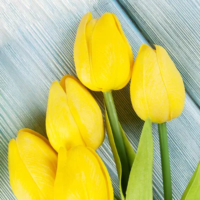 Желтые тюльпаны - купить с доставкой в Омске - LAVANDA