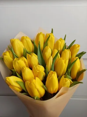 Фотографии Желтый тюльпан цветок Белый фон