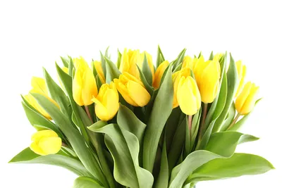Желтые тюльпаны (от 7 шт)